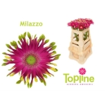 Gerbera KV Pastini Milazzo*10	