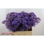 Limonium Parkjuur Enchante 60cm