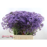 Limonium Parkjuur Enchante 70cm