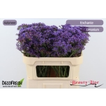 Limonium Parkjuur Enchante 70cm