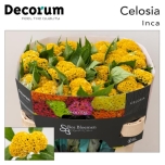 Celosia Mätashari Reprise Gold 70cm