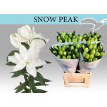 Lilium Liilia OR DU Snow Peak 90cm 1+