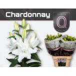 Lilium Liilia OR DU Roselily Chardonnay 85cm