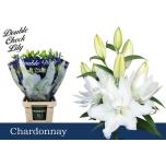 Lilium Liilia OR DU Roselily Chardonnay 90cm