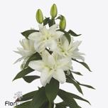 Lilium Liilia OR DU Roselily Chardonnay 95cm