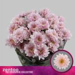 Chrysanthemum Krüsanteem SP Pastela Pink*5