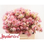 Serruria Ay Pre Pink 40cm