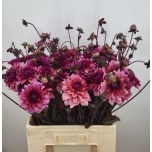 Dahlia Daalia Molly Raven 60cm