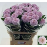 Chrysanthemum Krüsanteem BL Makarov*10