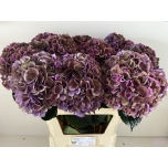 Hydrangea Hortensia Mag Pink Ruby Classic Paars 80cm*5