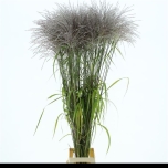 Miscanthus Siidpööris Memory 130cm