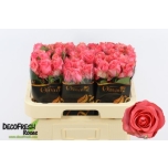 Roos 60cm Jazzeberry