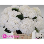 Hydrangea Royal Princes 80cm