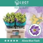 Eustoma Preeriakell Alissa Blue Flash