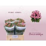 Bouvardia Buvardia Pink Jewel 60cm