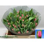 Tulp fr Swipe