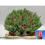 Tulp fr Swipe