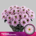 Chrysanthemum Krüsanteem SP Commander Pink*5