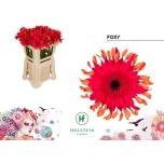 Gerbera KV Foxy*10