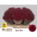 Chrysanthemum Krüsanteem SANTINI Madiba Red Tyolo*25