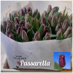 Tulp fr Pasarella