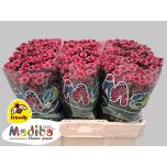 Chrysanthemum Krüsanteem SANTINI Madiba Cherry Tyolo*25