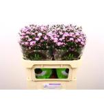 Aster Double Date Pink 70cm