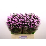 Aster Double Date Pink 70cm