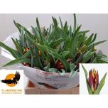 Tulp pa Malista Parrot