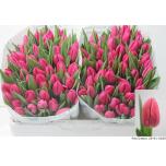 Tulp si Lady Bell