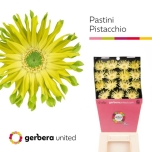 Gerbera KV Pasta Pistacchio*15