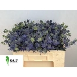 Eryngium Ogaputk Nila Mavicta 50cm