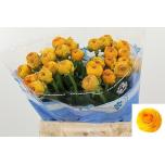 Ranunculus Tulikas Sunrise 40-45cm