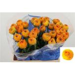 Ranunculus Tulikas Sunrise 40-45cm