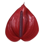 Anthurium Flamingolill Cerato