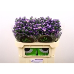 Aster Teeny Tiny Blue 70cm