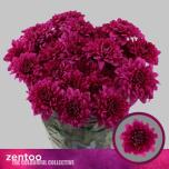 Chrysanthemum Krüsanteem SP Lamira Red*5