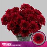 Chrysanthemum Krüsanteem SP Lamira Red*5