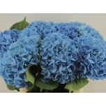 Hydrangea Hortensia Destiny Blue 80cm*5