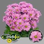 Chrysanthemum Krüsanteem SP Resq*5