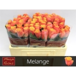 Roos 50cm Melange