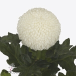 Chrysanthemum Krüsanteem BL Laporta*10