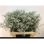 Limonium Parkjuur White Neto 60cm