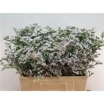 Limonium Parkjuur White Neto 60cm