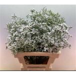 Limonium Parkjuur White Neto 60cm