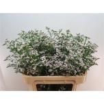 Limonium Parkjuur White Neto 80cm