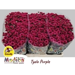 Chrysanthemum Krüsanteem SANTINI Madiba Purple Tyolo*25