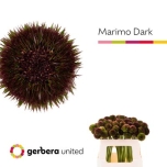 Gerbera MINI Marimo Dark*20