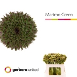 Gerbera mini Marimo Green*20