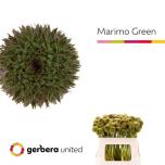 Gerbera MINI Marimo Green*20